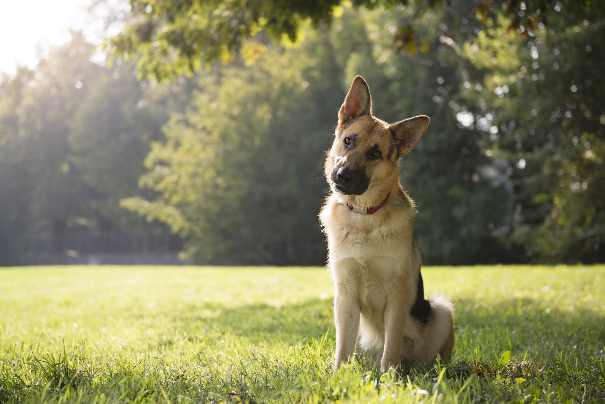 Pourquoi les chiens inclinent-ils la tête ?