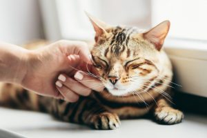 Comment prévenir et traiter les boules de poils chez le chat ?