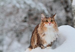 L’impact du froid sur la santé de son chat