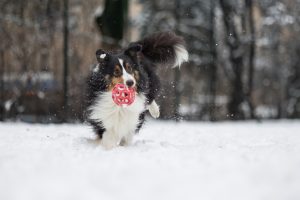 Les produits incontournables pour le confort de son chien en hiver