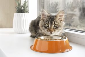 Nutrition hivernale : quels aliments offrir à son chat ?