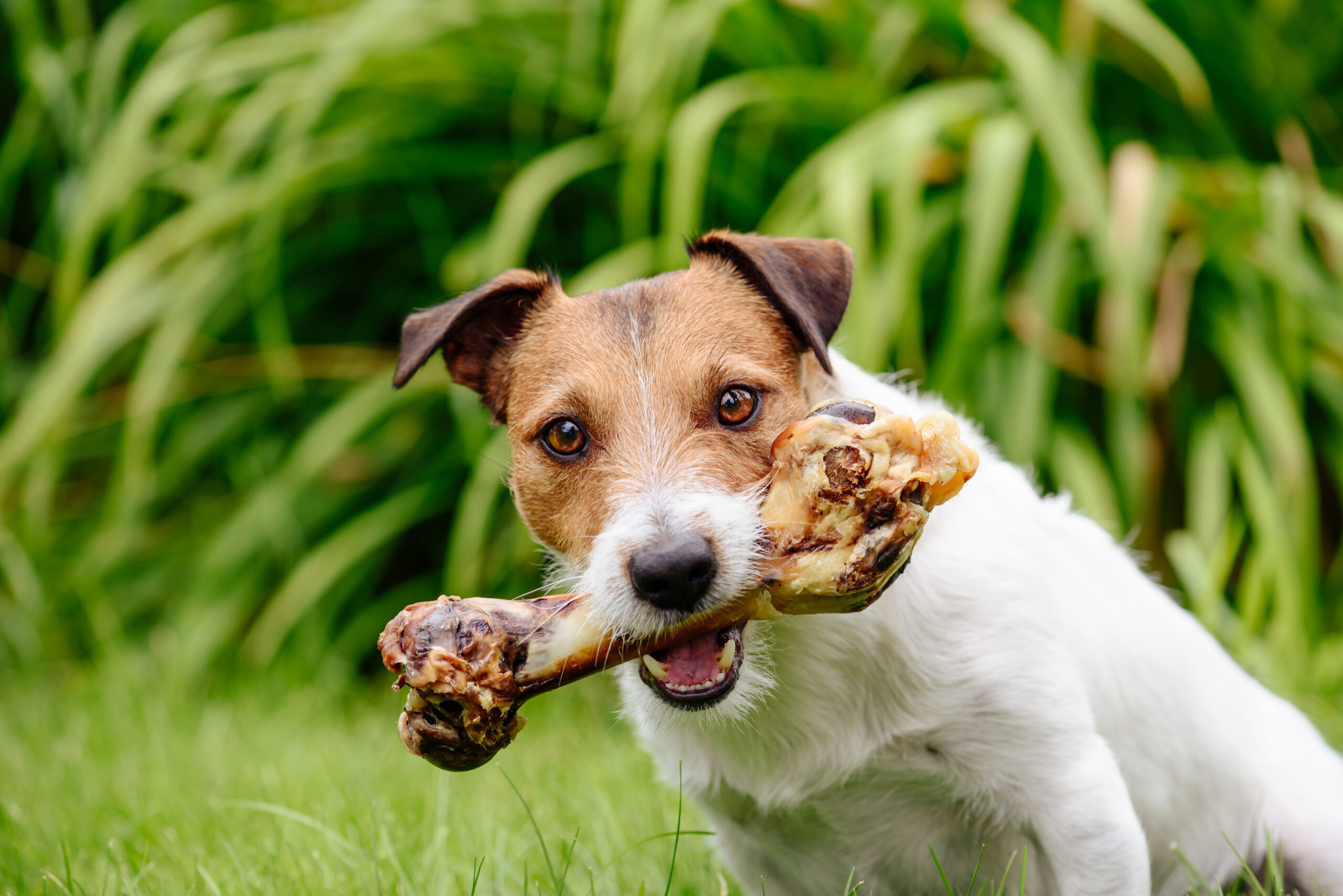 Peut-on donner un os à son chien ? - Zoocare