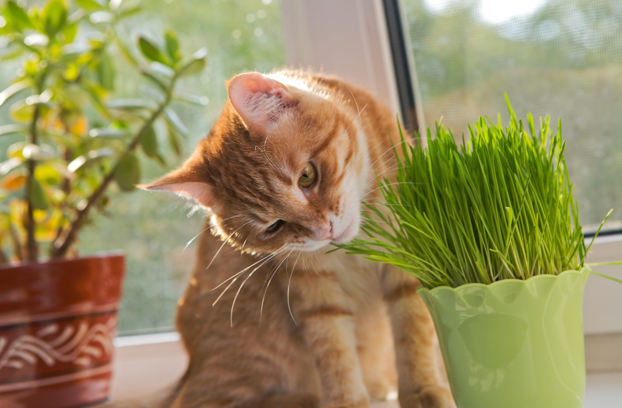 La Valériane, une plante pour votre chat