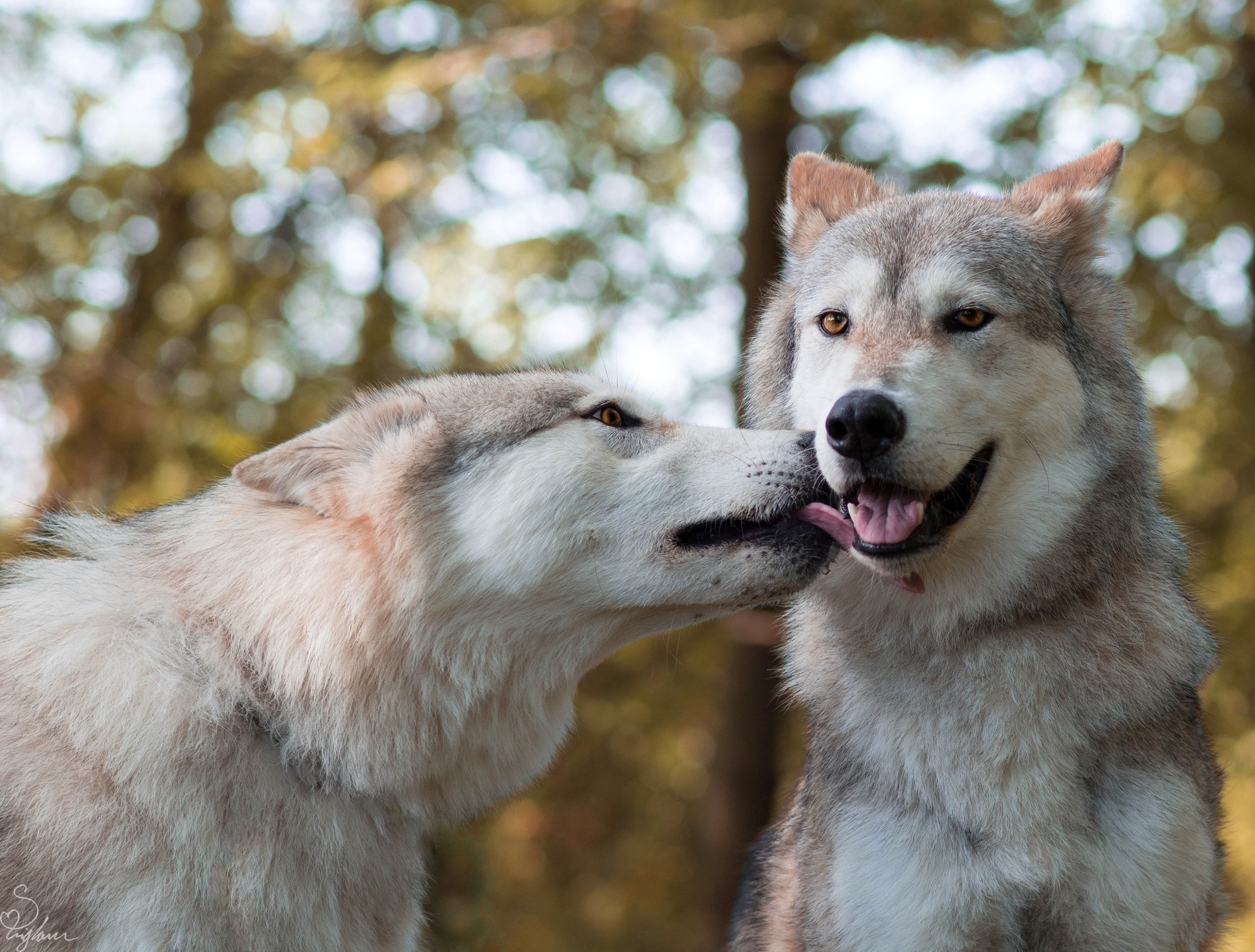 Les chiens peuvent-ils tomber amoureux ?