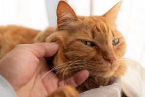 Acné du chat : symptômes et soins