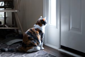Comment bien sécuriser sa maison pour un chaton ?