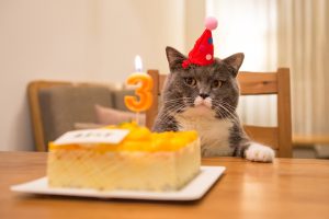Comment célébrer l’anniversaire de son chat ?