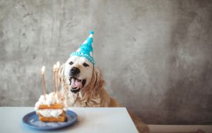 Comment célébrer l’anniversaire de son chien ?