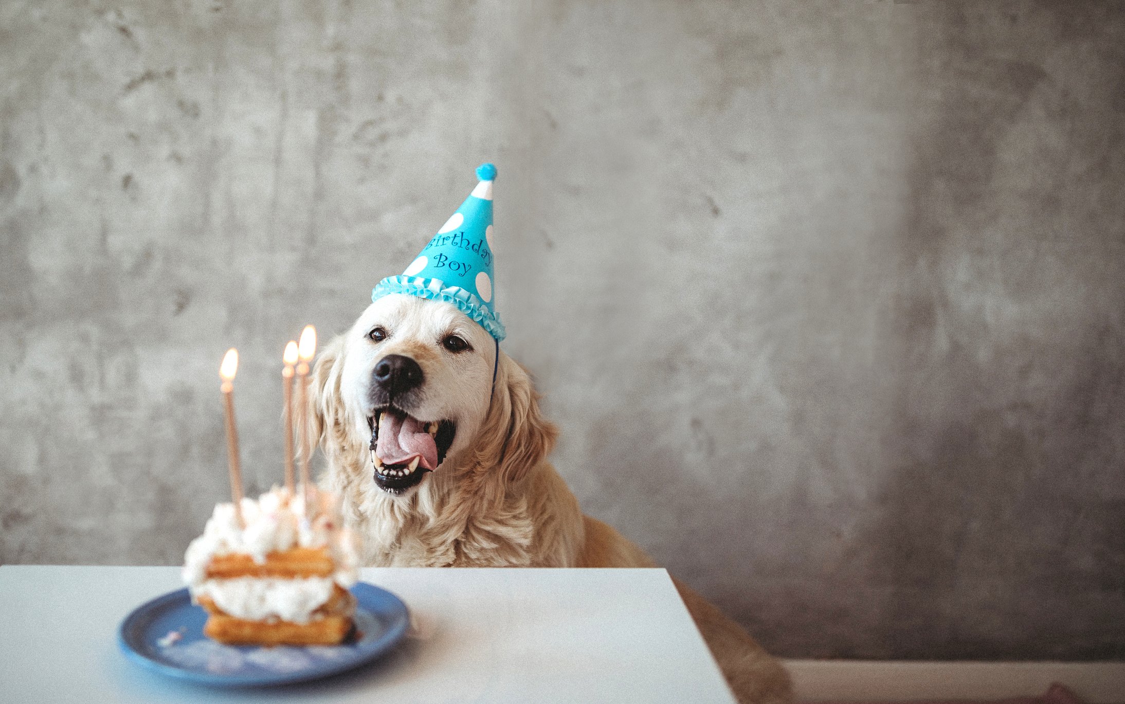 Comment célébrer l’anniversaire de son chien ?