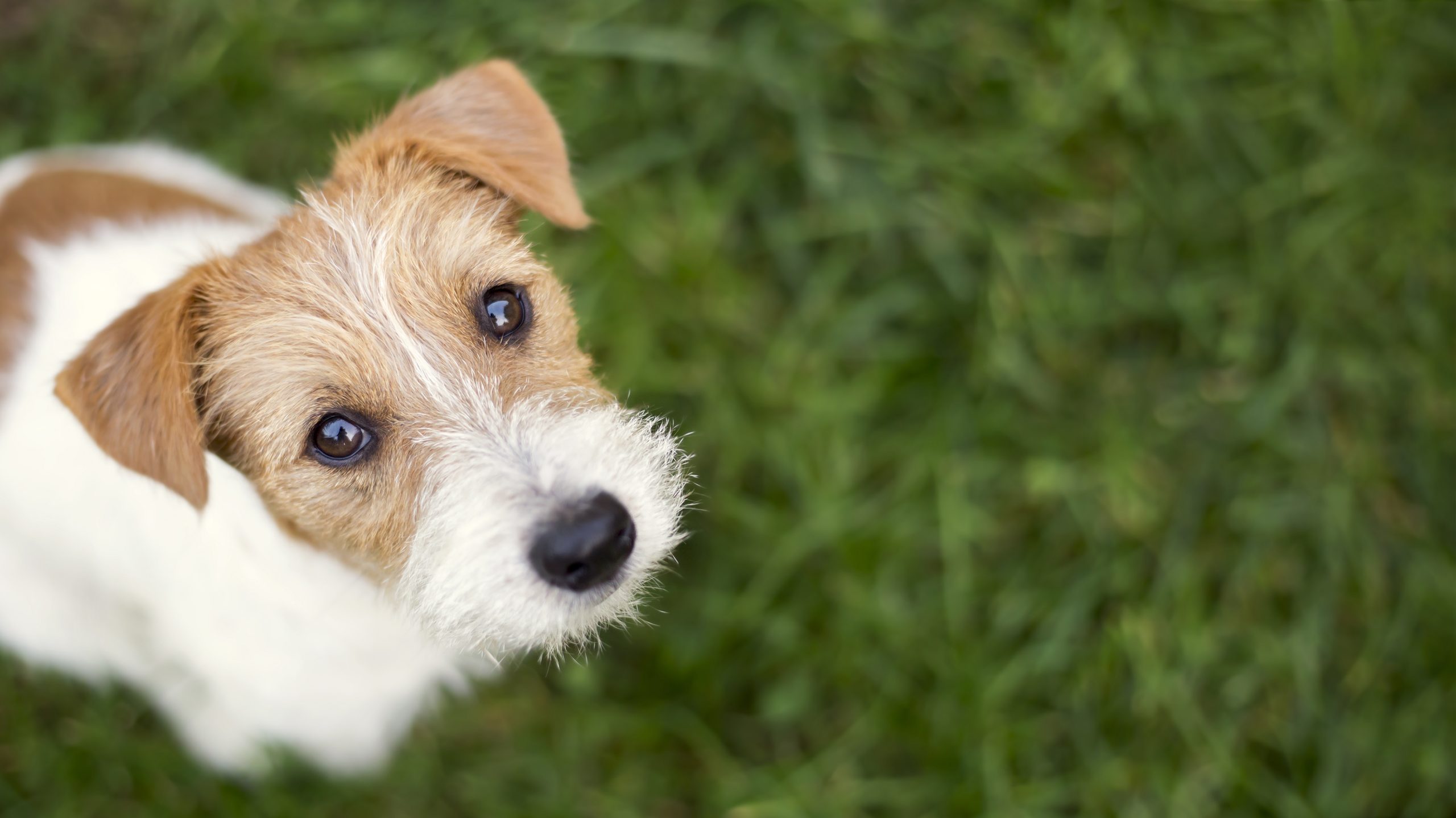 Les chiens voient-ils en couleurs ?