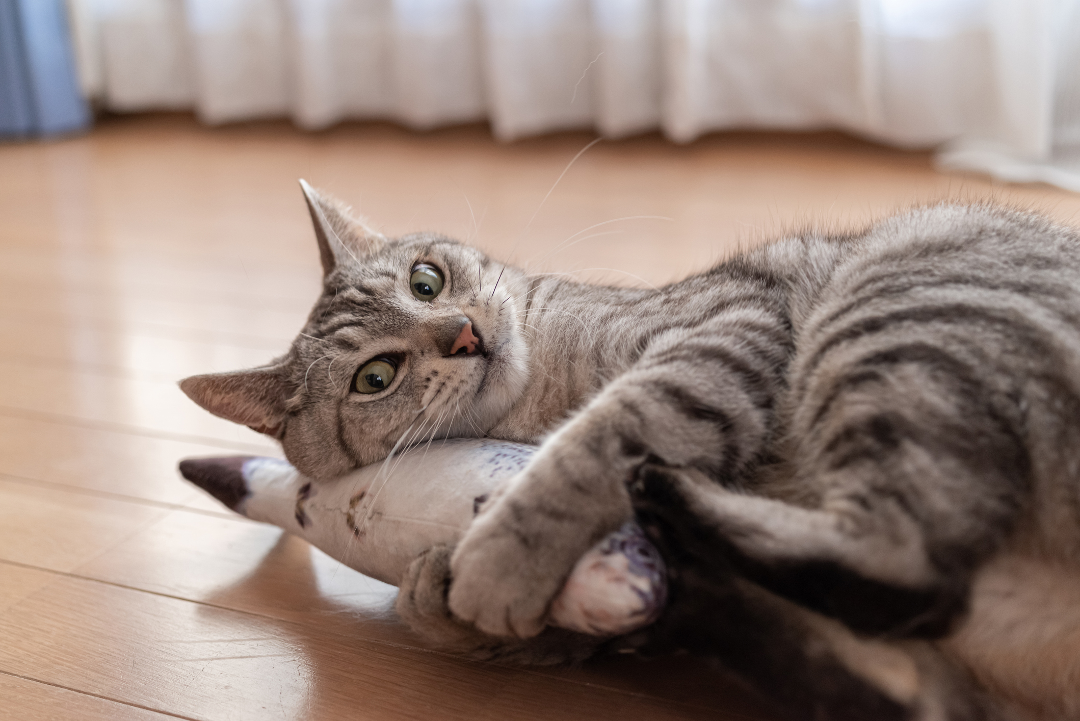 Jouets pour chats : les meilleurs options pour stimuler leur instinct de chasseur