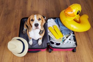 Voyager avec son chien : conseils et meilleures destinations pet-friendly