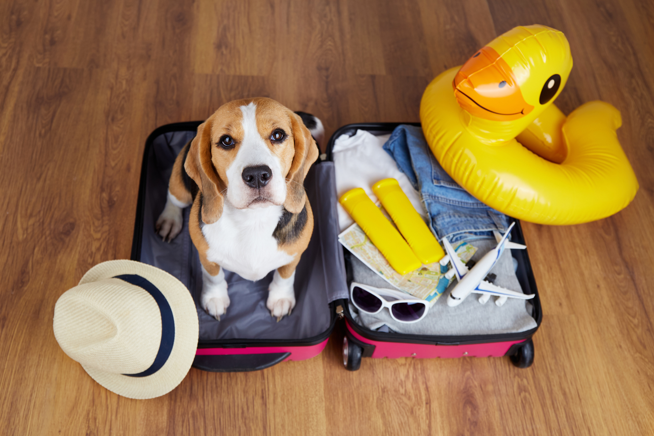 Voyager avec son chien : conseils et meilleures destinations pet-friendly