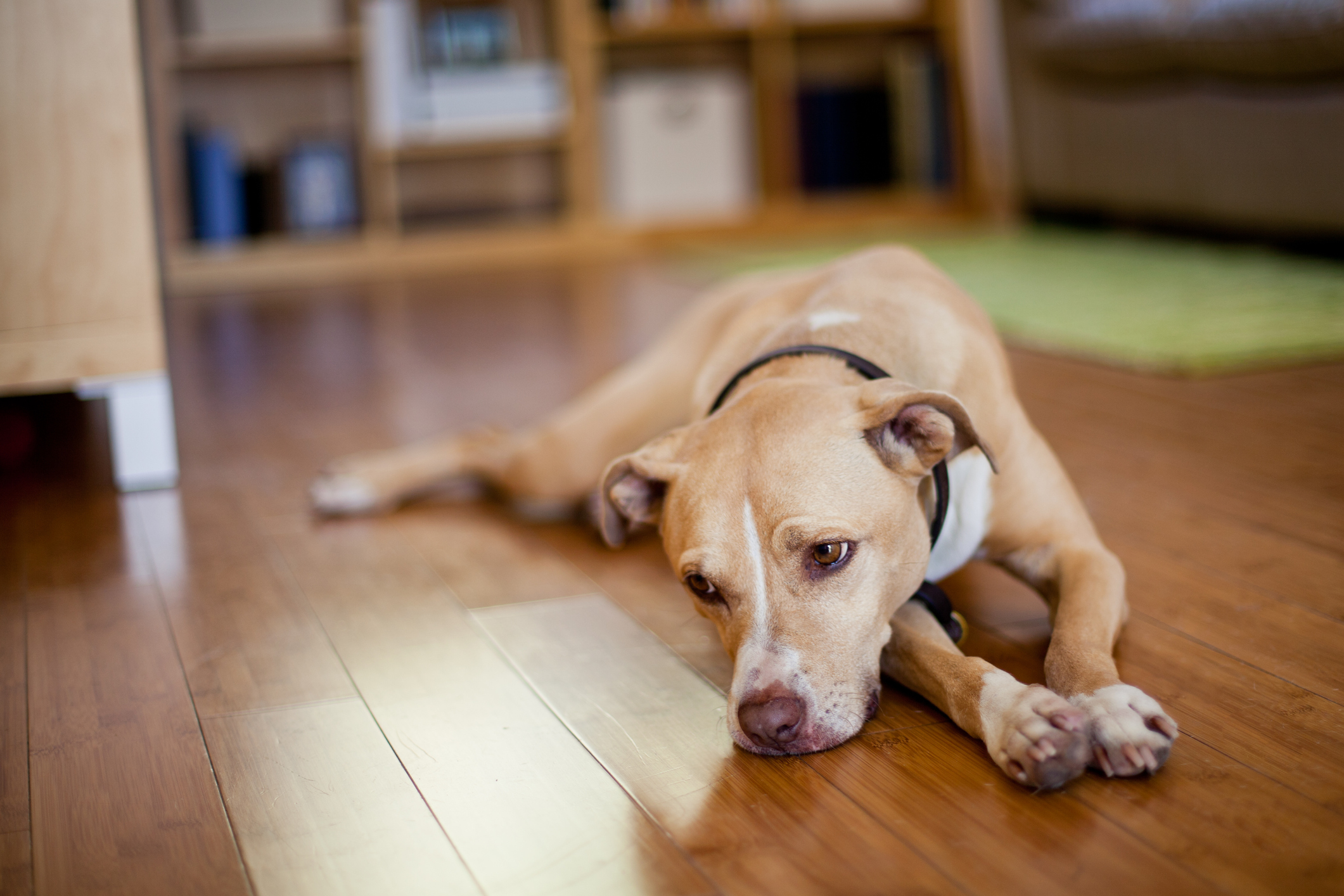 Comment savoir si son chien est déprimé ?