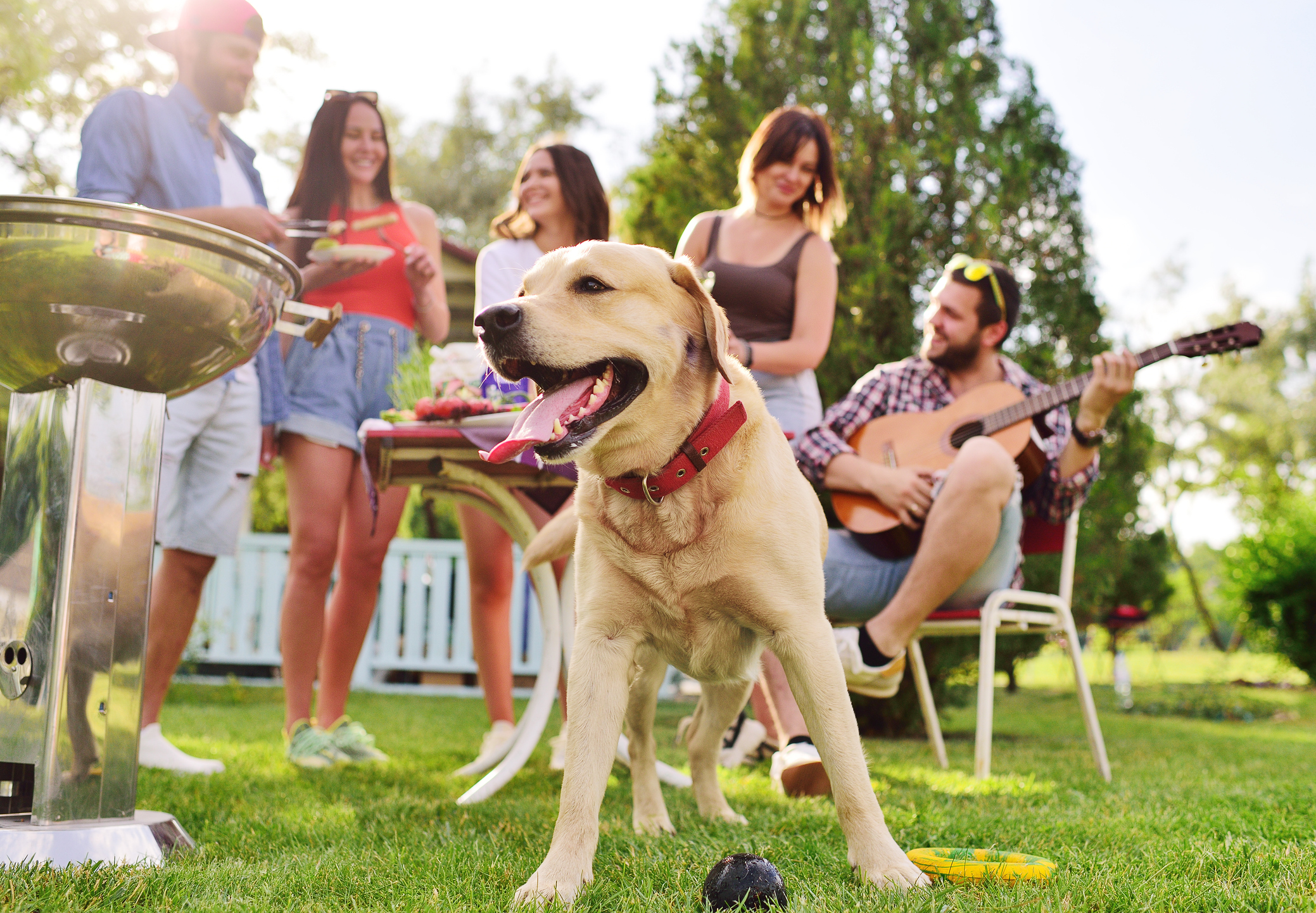 Barbecue et chiens : conseils de sécurité pour un été sain