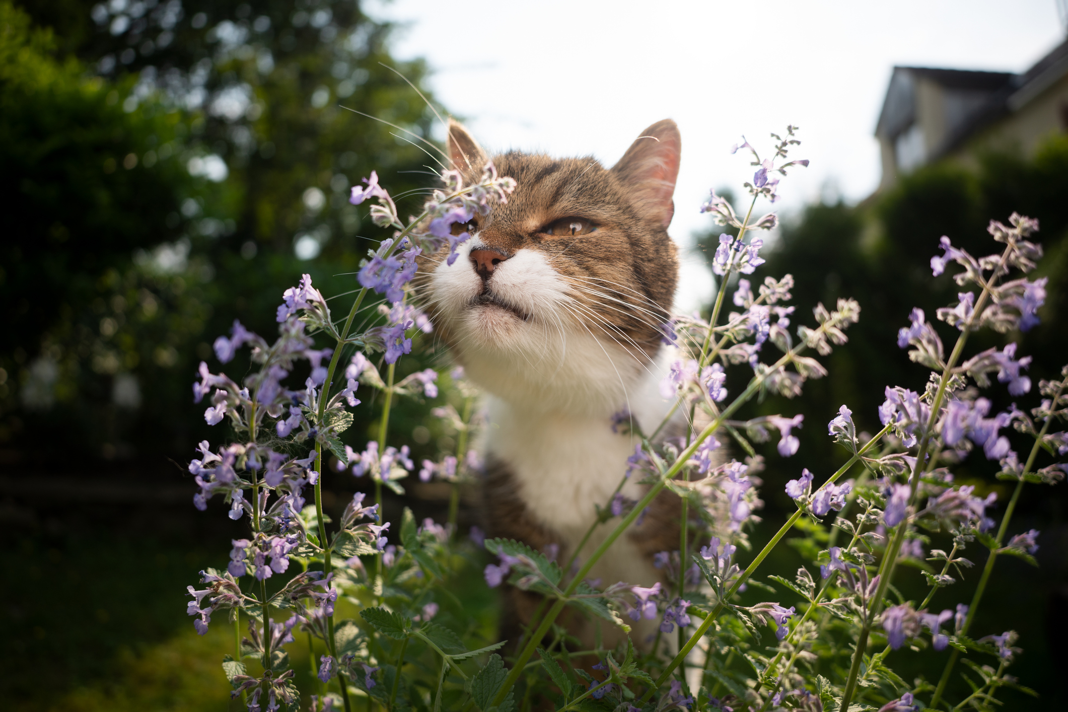 Les meilleures plantes non toxiques pour créer un jardin sûr pour votre chat