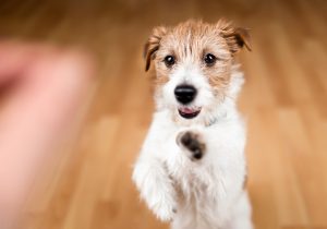 Comprendre langage corporel du chien