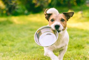 Une alimentation adaptée pour votre chien durant les mois chauds