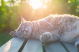 Prévenir l’ennui de votre chat pendant les longues journées d’été