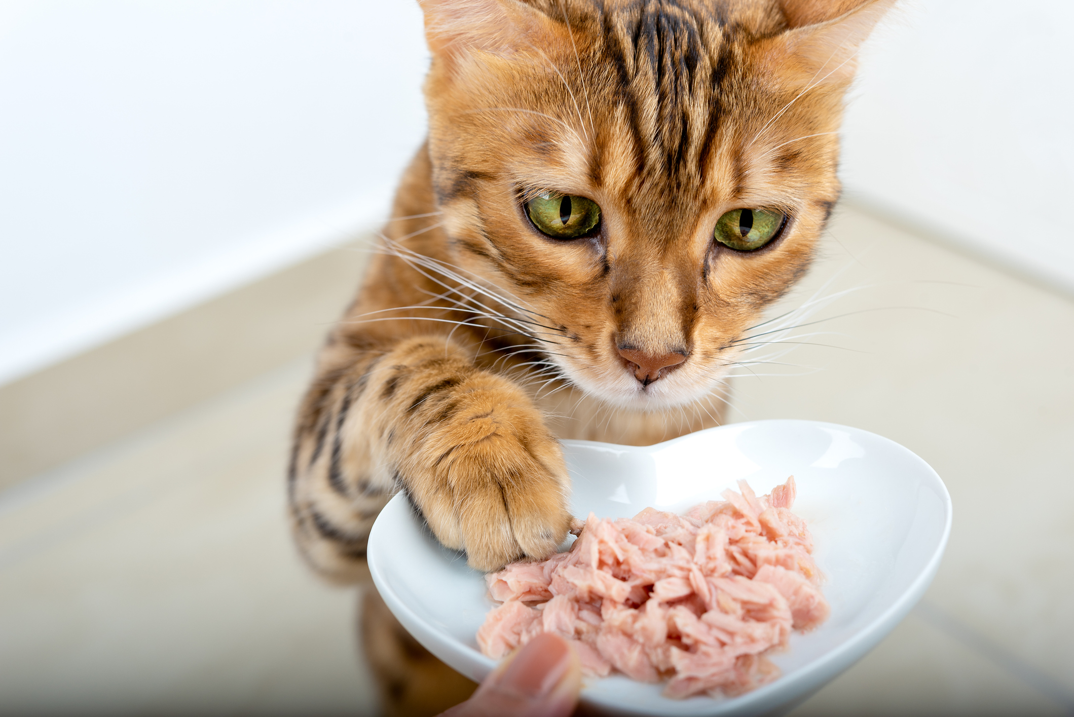 Alimentation féline : les meilleurs choix nutritionnels pour votre chat