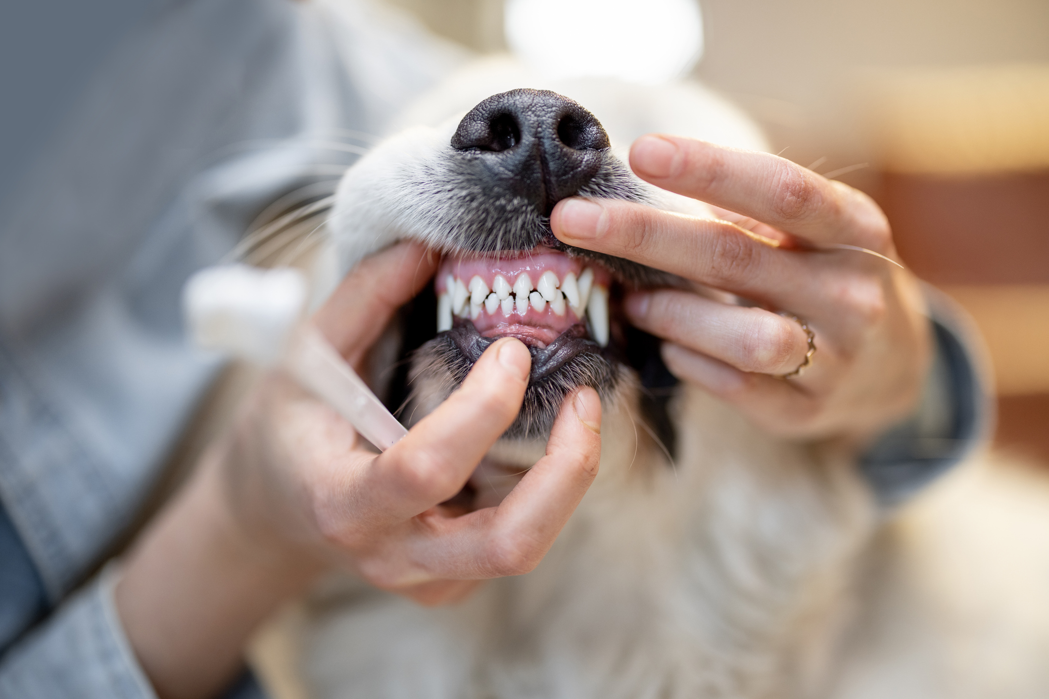 Comment prévenir les problèmes dentaires chez les chiens