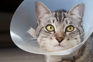 Les bienfaits de la stérilisation et de la castration chez les chats