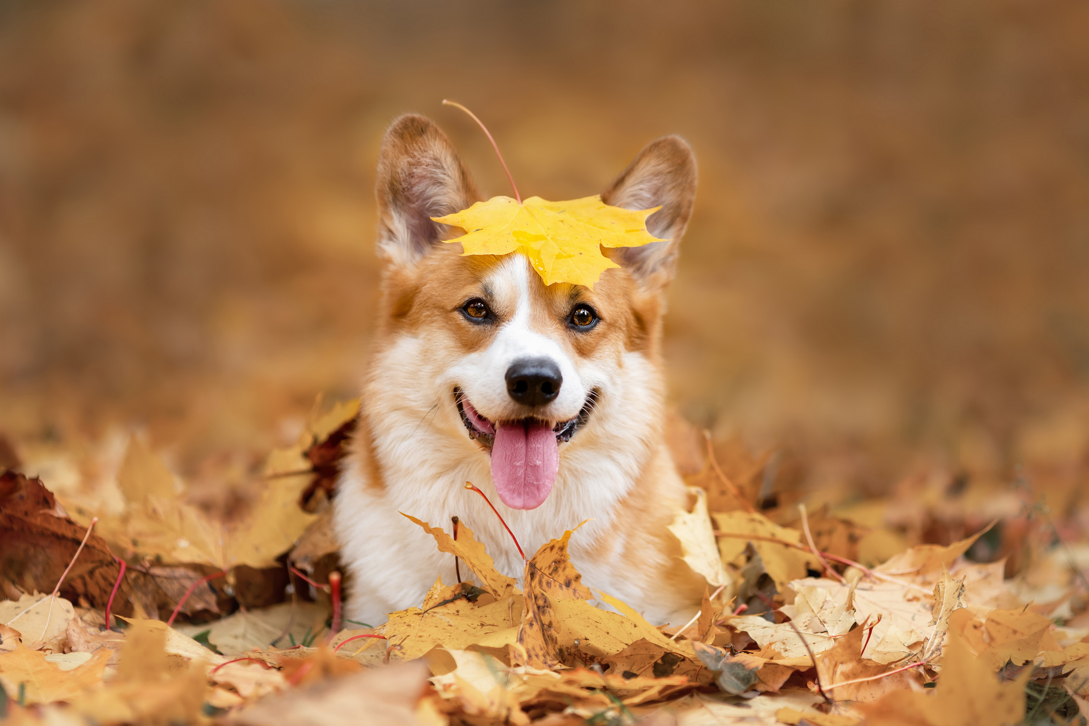 Les activités extérieures à faire avec son chien en automne 