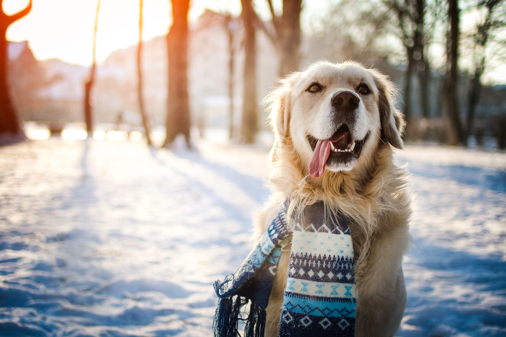 Comment préparer votre chien pour la saison froide ?