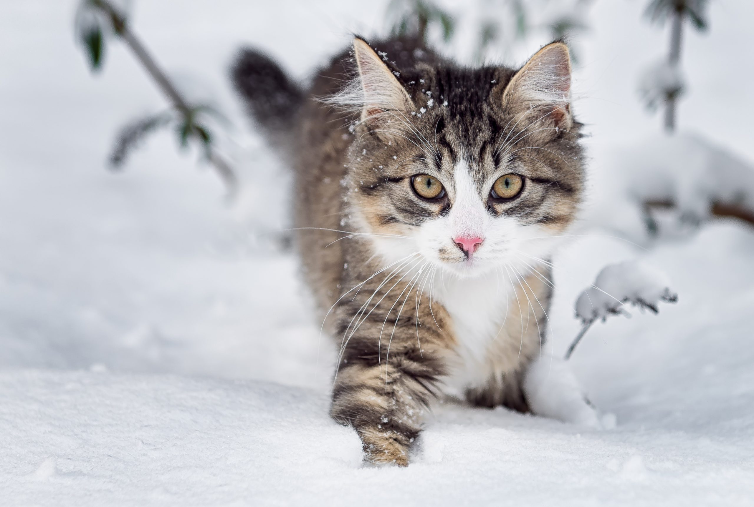 Les bienfaits de l’hiver pour les chats