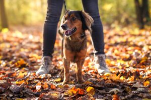 Les précautions à prendre lors des balades en forêt avec son chien