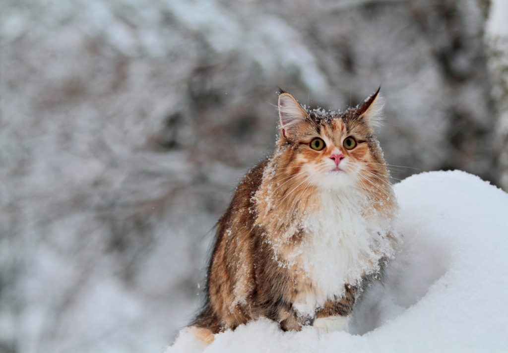 L’impact du froid sur la santé de son chat