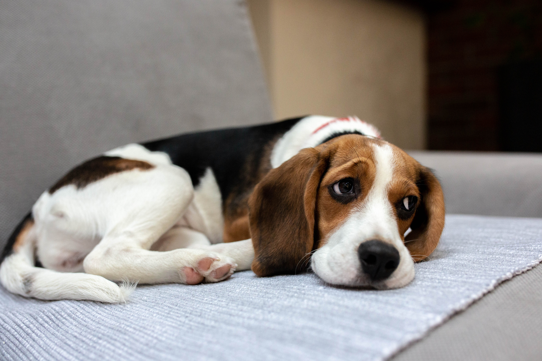 Gérer l’anxiété de séparation de son chien